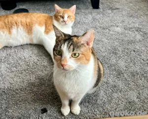 Pixi und Bella - 3 Jahre - europäische Kurzhaar - Tierhilfe Franken e.V.