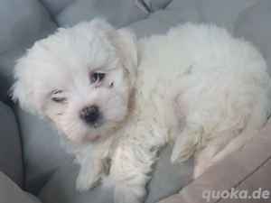 Malteser Welpen 