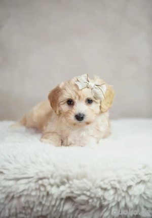 Maltipoo Welpen 