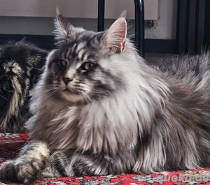 Maine Coon Kater reirassig mit Stammbaum hat noch Termine frei