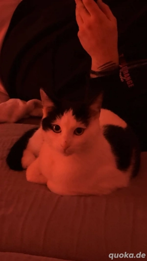 Hauskatze(Mix 1Jahr) kastriert 