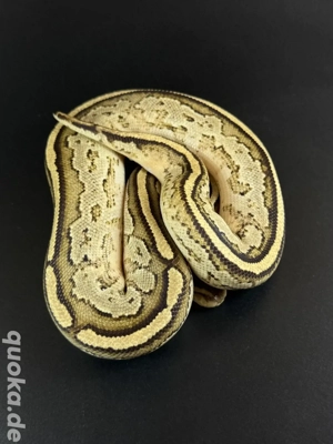 Bongo Yellow Belly Orange Dream het Pied 0.1