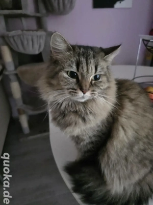 Verschmuste Katze (4 Jahre) sucht liebevolles Zuhause   