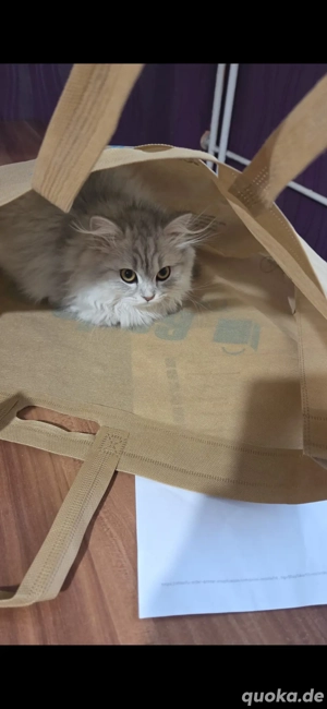 Suche Spielpartnerin für meine Kitten Mia 