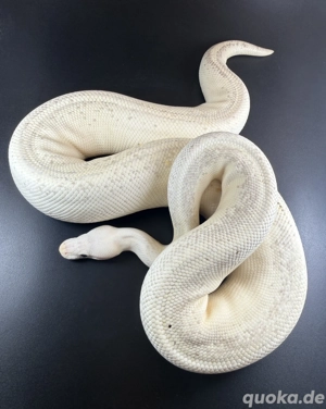 Cinnamon Puma het Albino mit 2,0 Kg von 2020 0.1