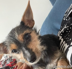 Jorkshire Toy Terrier Mix 