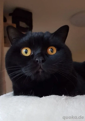 Liebevolle BKH Katze   bestens erzogen, familienfreundlich