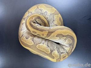 Enchi Lesser het Pied mit 2,3 Kg 0.1