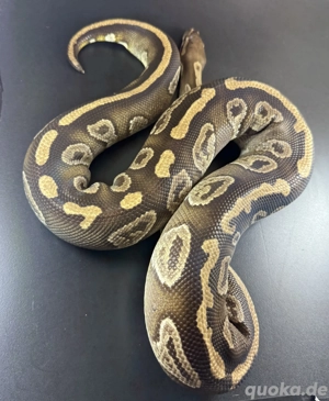 Orbit Mojave het Ghost 1.0