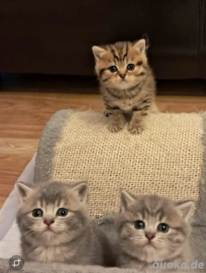 Drei süße Katzen suchen ein liebevolles Zuhause