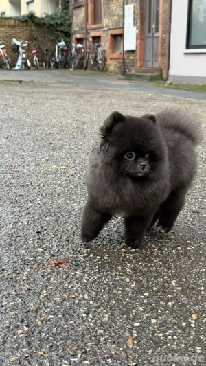 !!!Pomeranina Mini Boo !!!!nur 1,5kg
