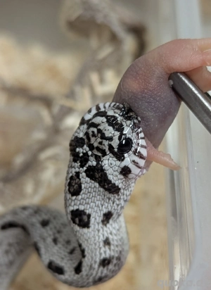 1.0 Superarctic Axanthic Conda 66%ph Albino (Snow) - Heterodon nasicus, Hakennasennatter 