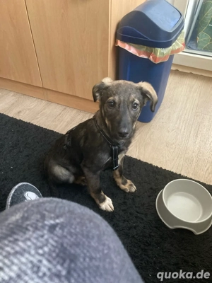 welpenmädchen sucht liebevolles Zuhause 