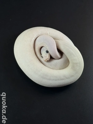 0.1 Black Pastel Pied von 2024 (Panda Pied)