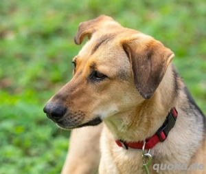 Tuchka die sanfte Seele mit stolzem Auftreten sucht Ihr Zuhause!