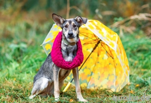 Lucy sucht noch ihr glück