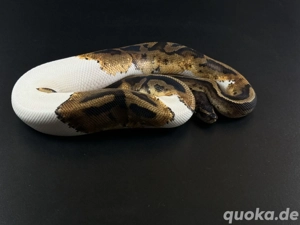 1.0 Pied von 2024 Verpaarung beachten