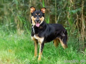 Gesellige Lexi sucht ihren platz für immer