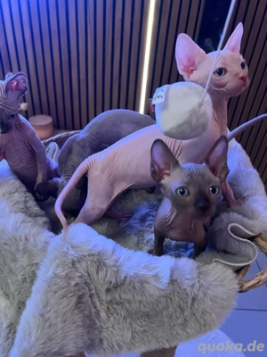 sphynx Kitten Bild 4