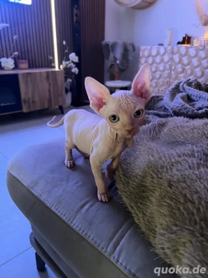 sphynx Kitten Bild 5