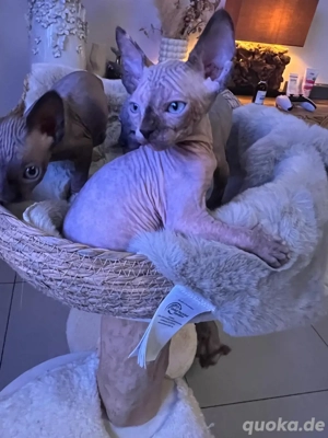 sphynx Kitten Bild 3