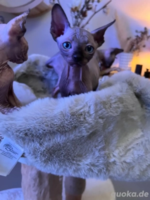 sphynx Kitten Bild 2