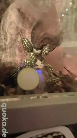 Armadillidium gestroi, Schwarz-Gelbe Asseln