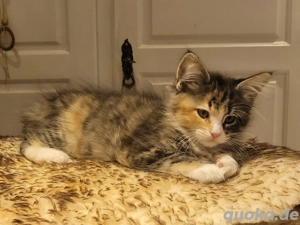 Maine Coon Norweger Mixe