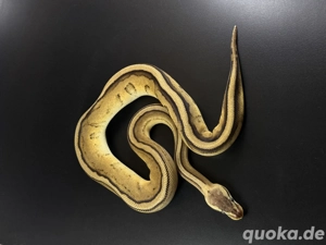 Super Pastel GS het Clown von 2025 0.1