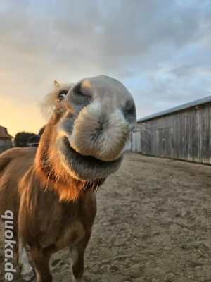 Platz für Stute im Offenstall