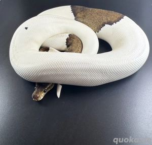 Black Pastel Pied von 2023 0.1