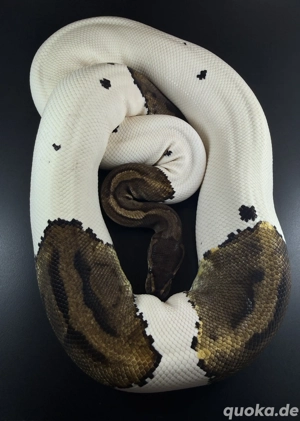 0.1 Pied von 2020 mit 2,8Kg