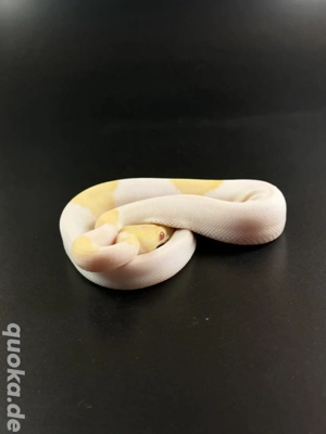  Mojave GHI Albino Pied von 2025 0.1