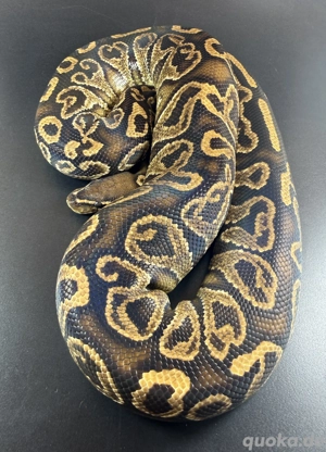 Hurricane Yellow Belly 0.1 mit 1,7KG