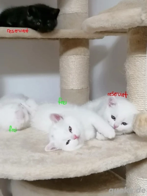 Reinrassige BKH Kitten