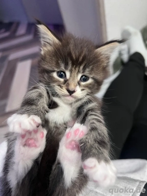 5 von 8 Maine Conn Kitten suchen bald ein liebevolles zuhause können reserviert werden