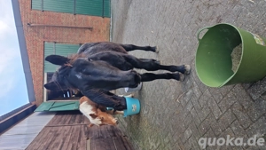 Es suchen, 2 Tolle Rappbuben und ein Braunes Mädchen, ein schönes Zuhause.  Rappe Zeller und Peppino