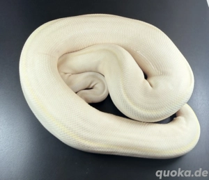 Phantom Highway 0.1 mit 1,8KG