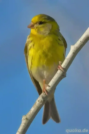 Suche europäische Girlitze