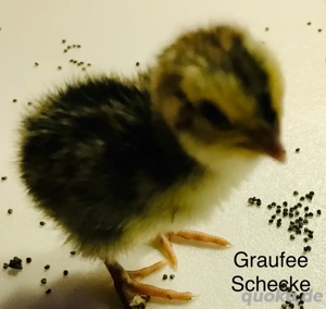wachtel küken