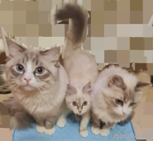 Neva-Masquarade Mädchen aus dem Wurf sucht sich neue Freunde!