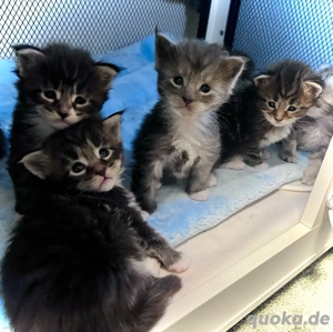 7 Maine Conn Kitten suchen bald ein liebevolles zuhause können reserviert werden