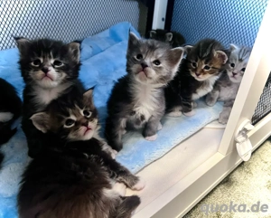 8 Maine Conn Kitten suchen bald ein liebevolles zuhause können reserviert werden