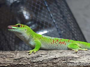 Suche Madagaskar Taggecko   Phelsuma grandis Weibchen 
