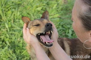 Jim sucht sein zu hause für immer 