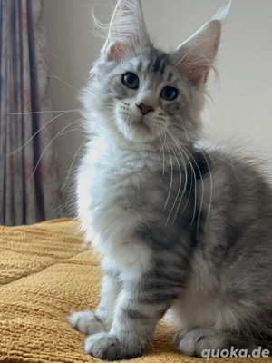 maine_coon_kittens 