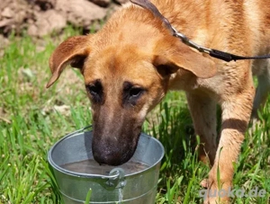 Junge hübsche Leia sucht Familie