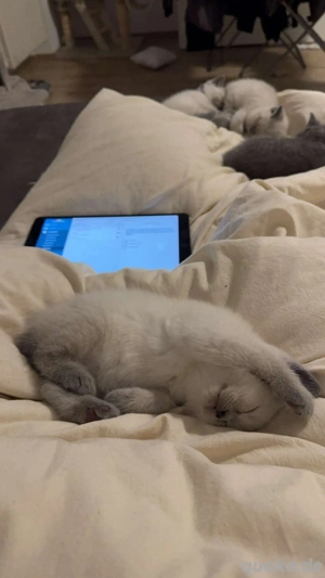 Britisch Kurzhaar Kitten Kater Blue Point