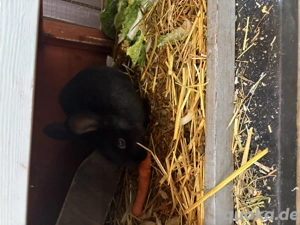 Meine 2 Hasen suchen eine neues Zuhause zu Verschenken mit Gehege& Zubehör