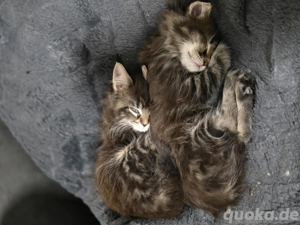 Babykatzen, Katzenbabys, Kitten